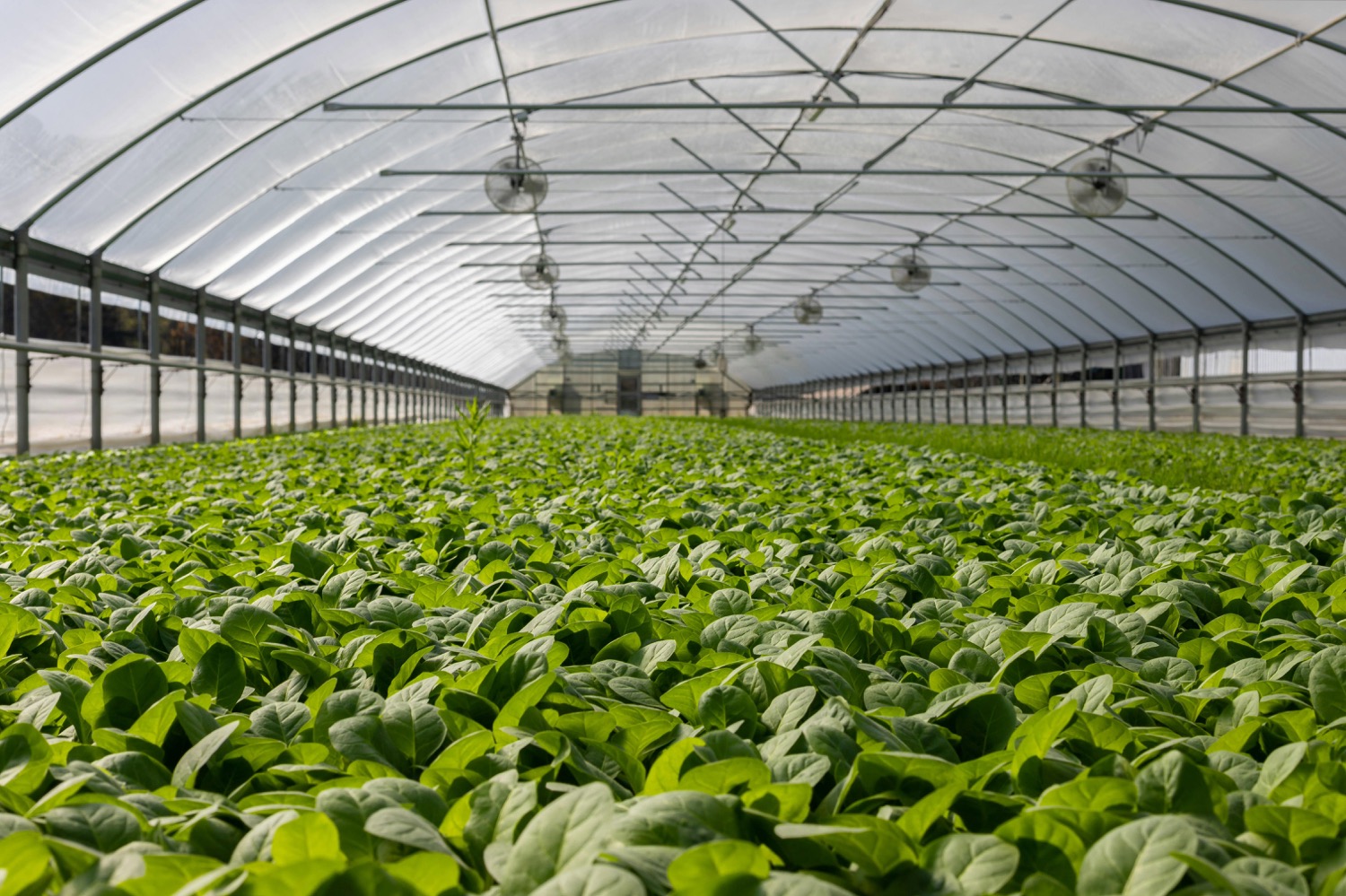 Spinach%202